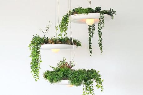 Growing Plants in The Bablylon Light