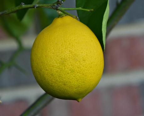 One special lemon