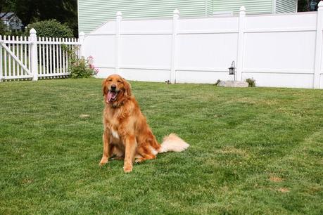 A Guided Tour Of My Backyard
