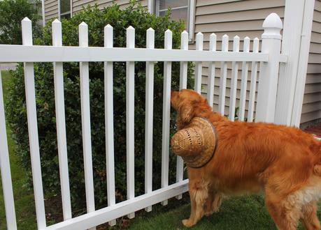 A Guided Tour Of My Backyard