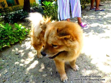 Top 10 Dogs during my journey – not just an ordinary man’s best friend.