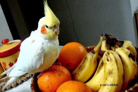 Our Cockatiel’s Nibbles