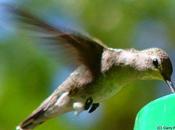 Dwindling Bird Numbers Linked Pesticides-Dutch Study