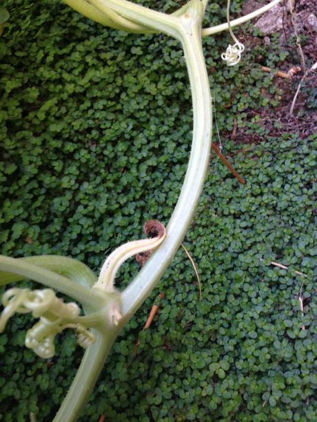 See that shriveled up area?  That was my squash.  