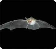 Bat pic from AZGFD Living Without Herbicides