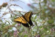 Two-tailed Swallowtail Living Without Herbicides