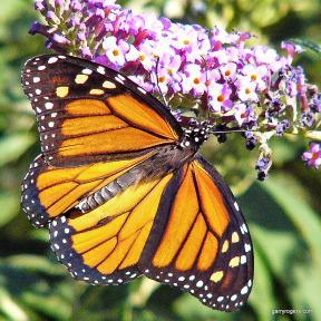 Living Without Herbicides Living Without Herbicides