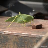 1-IMG_2747 Greater Anglewing Katydid