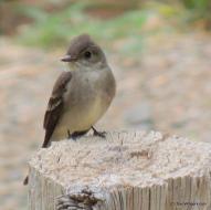 Western Wood Flycatcher Living Without Herbicides