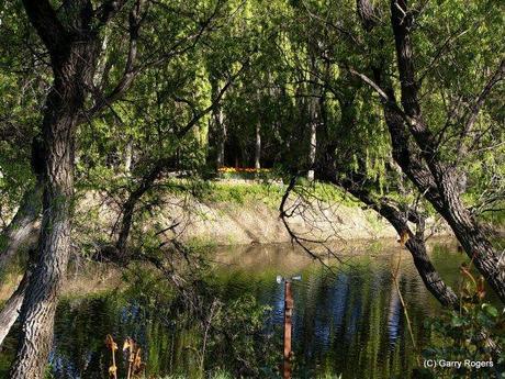 Living Without Herbicides One of the ponds on Coldwater Farm
