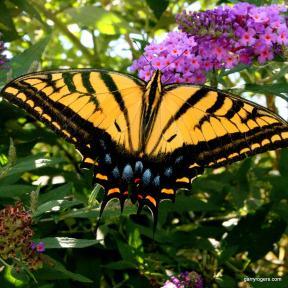Living Without Herbicides Living Without Herbicides