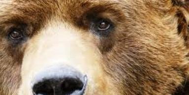 Stop the Grizzly Bear Hunt in British Columbia, Canada