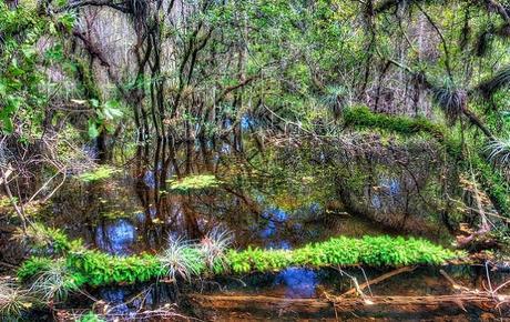 Big Cypress National Preserve, Florida. (Photo: Matthew Paulson / Flickr)