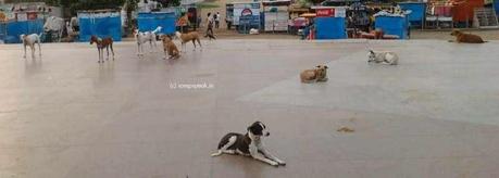 stray dogs menace ...... and cynophobia.. !!