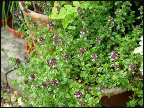 Bee-time (Thyme...)
