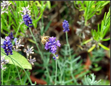 Bee-time (Thyme...)