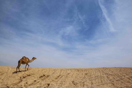 Exploring Israel with Avi 01 7 Living History: A Biblical Tour Through Israel (PHOTOS)