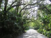 Walk with Coconut Grove,FL