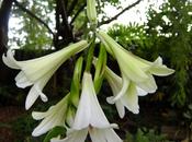 Wordless Wednesday 16/7/14 Cardicocrinum Giganteum