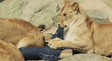 Jeans ........... brought to you - designed by Lions and Tigers !!