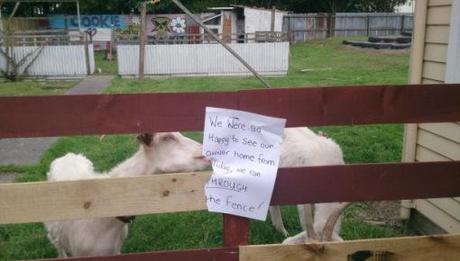 Top 10 Examples of Animal Shaming