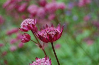 Astrantia 'Hadspen Blood' Flower (16/06/2014, Dunvegan Castle, Isle of Skye, Scotland)