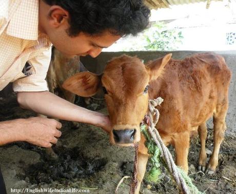 ginger calf