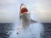 Five: Which Scarier Shark .... Jaws (the Book)).