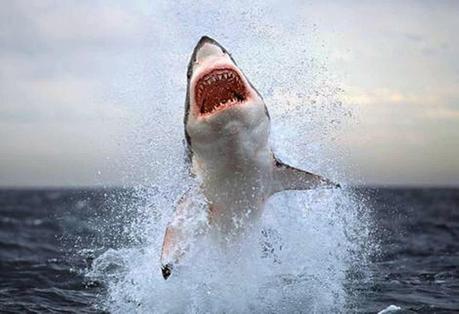 Top Five: Which is Scarier the Shark or .... (In Jaws (the Book)).