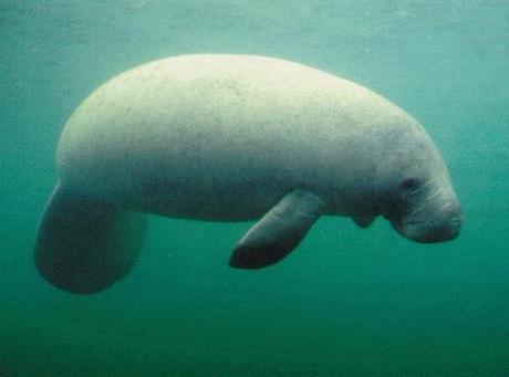 Help Manatees Receive Proper Protection