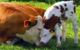 Love of Cows for their Calves