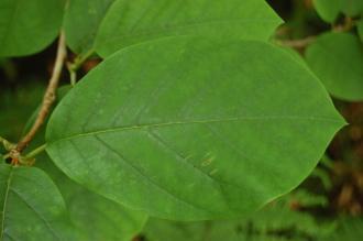 Magnolia wilsonii Leaf (16/06/2014, Dunvegan Castle, Isle of Skye, Scotland)