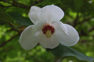 Magnolia wilsonii Flower (16/06/2014, Dunvegan Castle, Isle of Skye, Scotland)