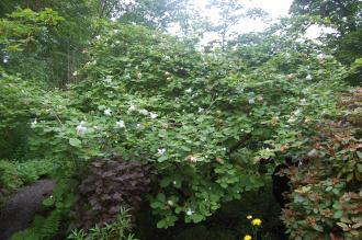 Magnolia wilsonii (16/06/2014, Dunvegan Castle, Isle of Skye, Scotland)