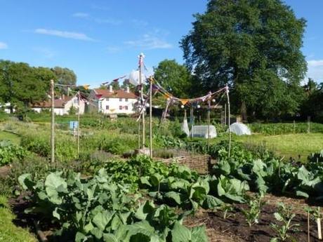 garden plot at Capellagardens