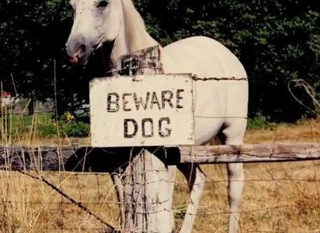 Top 10 Funny Beware of dog Signs