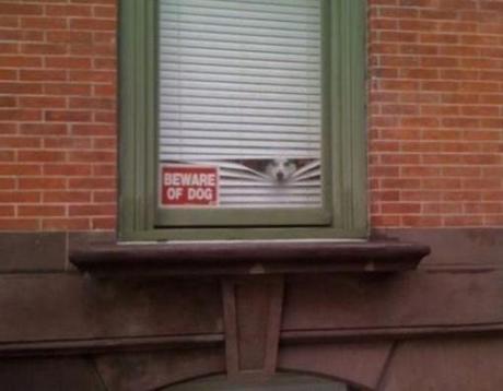 Top 10 Funny Beware of dog Signs