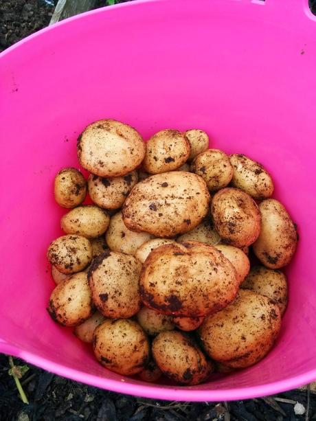 Saxon potatoes  - 'growourown.blogspot.com' ~ an allotment blog