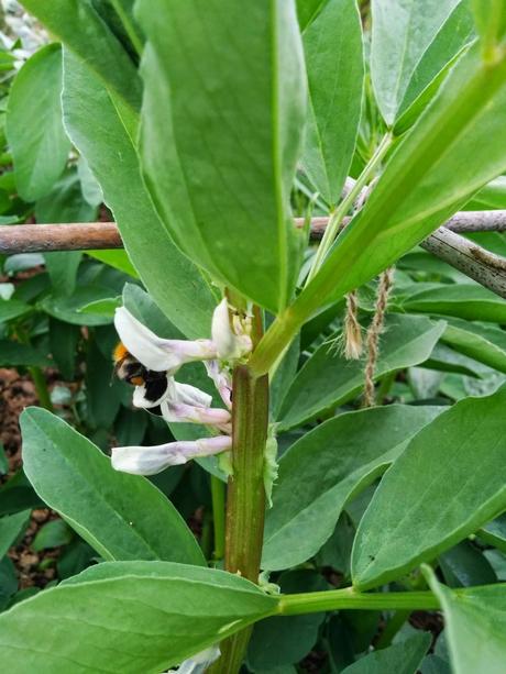 bee at the broad bean flowers - 'growourown.blogspot.com' ~ an allotment blog