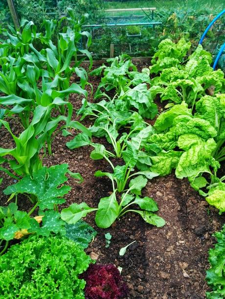 great looking veggies  - 'growourown.blogspot.com' ~ an allotment blog