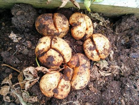 cracked potatoes  - 'growourown.blogspot.com' ~ an allotment blog