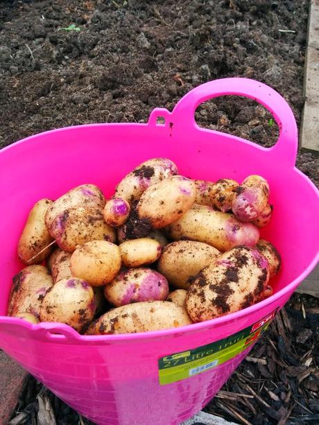 Kestrel potatoes  - 'growourown.blogspot.com' ~ an allotment blog