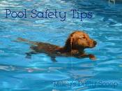 Pool Safety Tips Dogs
