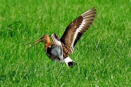 Birds Migrate Earlier Because of Climate Change