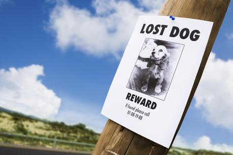 Ten Tips: When Your Pet is Lost