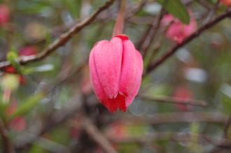 Crinodendron hookerianum Flower (07/06/2014, Dunvegan Castle, Isle of Skye, Scotland)