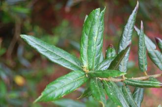 Crinodendron hookerianum Leaf (07/06/2014, Dunvegan Castle, Isle of Skye, Scotland)