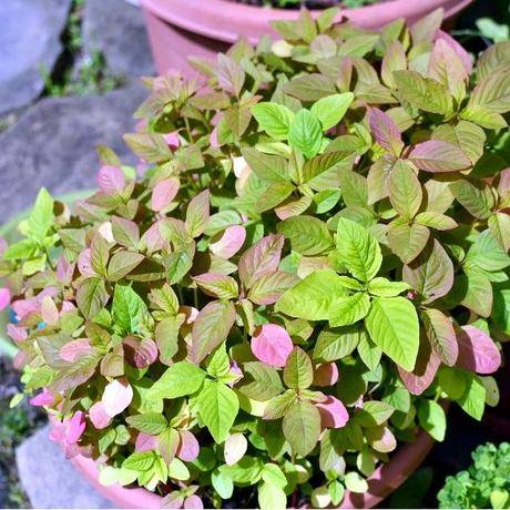 Amaranth Greens