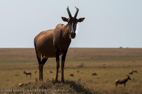 Adult Topi with horn, but the feature still the same: pronounce 'slope' and higher in the forequarters that the rear body. 