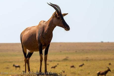 Topi as I capture it on my visit to Kenya in 2013